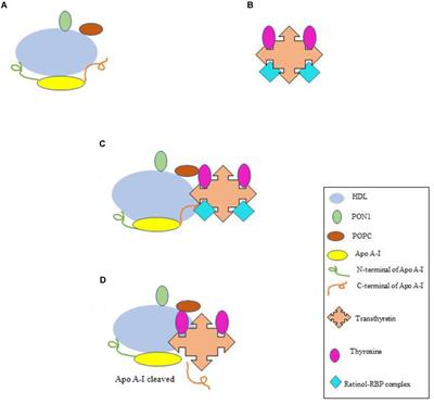 The Extracellular Protein, Transthyretin Is an Oxidative Stress Biomarker